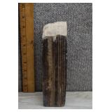 Carbonized Petrified Wood