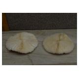 Mushroom Coral Skeleton (Fungia)