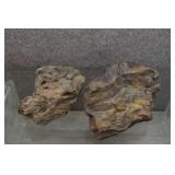 Petrified Wood Specimens