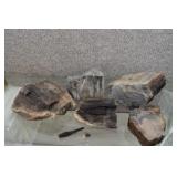 Lot of Silicified Fossil Wood Specimens