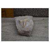 Fossil Otodus Shark Tooth in Matrix