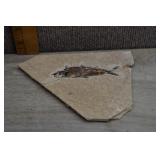 Knightia Green River Fossil Fish