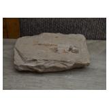 Fossilized Knightia Fish in Limestone