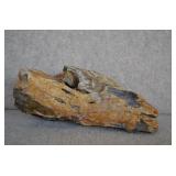 Petrified Wood Specimen 10'