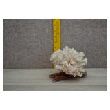 Vtg Natural White Coral Specimen on Wood Base