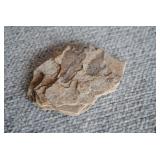 Pair of Fossilized Tharrias Fish Specimens