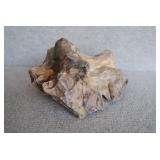 Petrified Wood Specimen