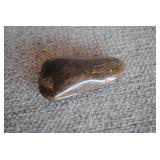 Polished Petrified Wood Specimen
