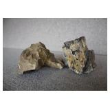 2 Petrified Wood Specimens 7'