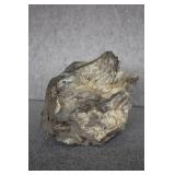 Petrified Wood Specimen 10'