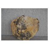 Petrified Wood Specimen 11'