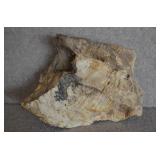 Petrified Wood Specimen 12.5'