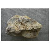 Petrified Wood Specimen 8'