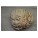 Petrified Wood Specimen 5.5'