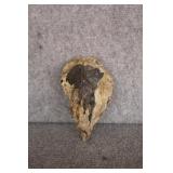 3 Petrified Wood Specimens 6'