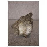 2 Petrified Wood Specimens 7'