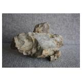 Petrified Wood Specimen