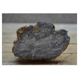 Petrified Wood Specimen