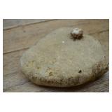 Echinoid Fossil Specimen 5'