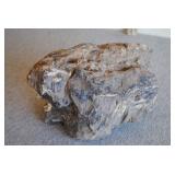 Large Petrified Wood Specimen