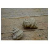 2 Fossilized Gastropods