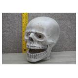 Antique-Style Halloween Prop Skull Display