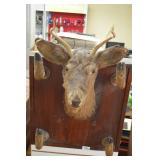 Taxidermy Deer Mount Gun Rack, Small Buck