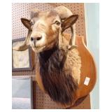 TAXIDERMIED RAM HEAD