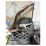 MOOSE + DEER ANTLERS