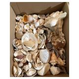 Natural Mixed Marine Seashells and Conch