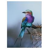 Thomas D. Mangelsen 'Jewel of the Serengeti'