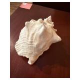 Large Natural Conch Seashell Display Specimen