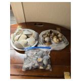 Natural Seashell Collection Lot