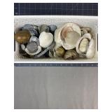Assorted Seashell Collection