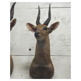 Red Bush Buck