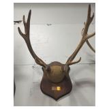 Five point Roosevelt elk European mount