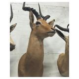 African Impala