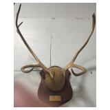 European mount
