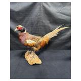 Ring neck pheasant