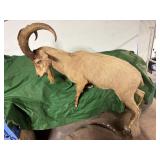 Full body ibex taxidermy