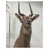 South African ringed waterbuck