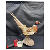 Ring neck pheasant