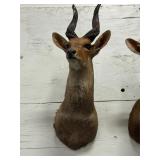 African red bush, Buck