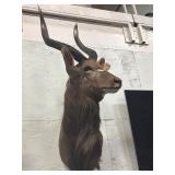 African it Nyala shoulder mount