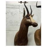 South Africa blesbok