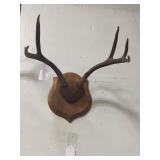 Three point antler mount
