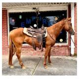 Paint Gelding