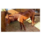 Paso Gelding