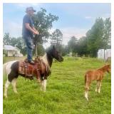 Gaited Mare