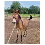 Filly Mule